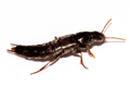 Quedius levicollis